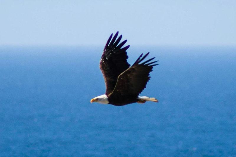 Bald Eagle flying over Lake Michigan