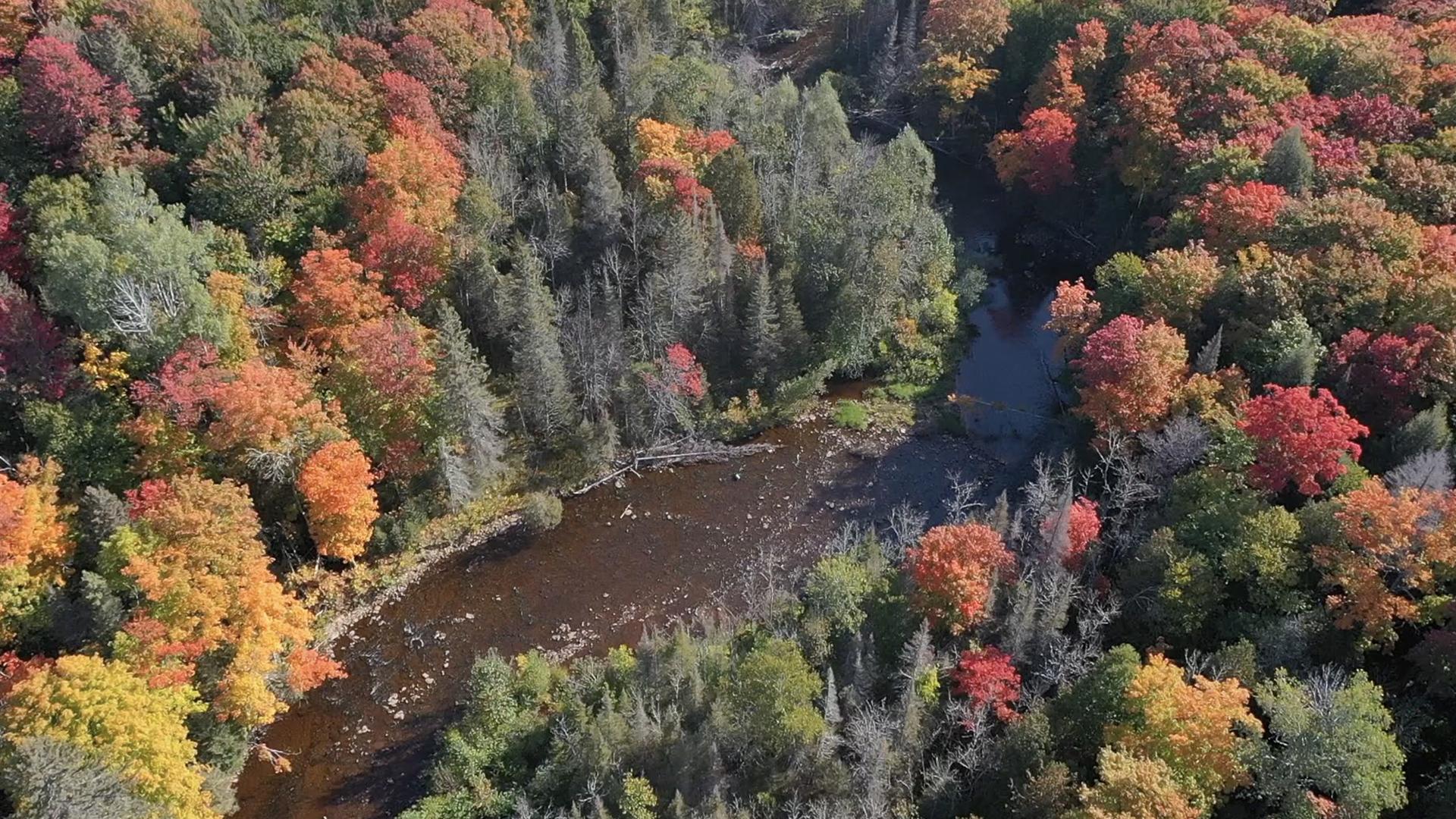 Fall Color